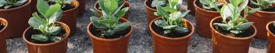 Wholesale Plastic Flower Pots Prices