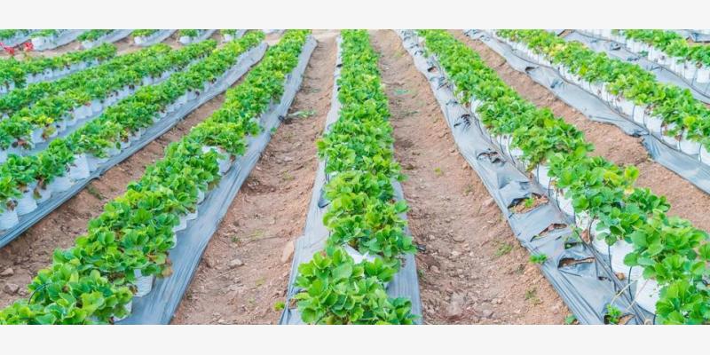 Greenhouse Covers