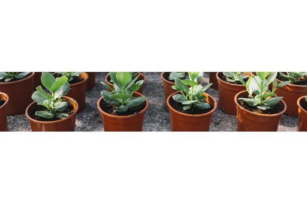 Wholesale Plastic Flower Pots Prices